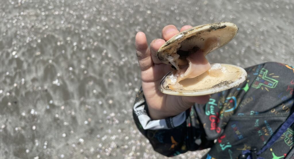 矢指ケ浦海水浴場で見つけた貝